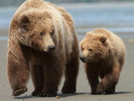 Ours et ourson sur le chemin de l’école, Parc National Katmai, aux États-Unis