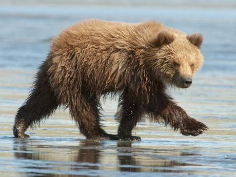 Un ourson sort de son bain, Parc National Katmai, aux États-Unis