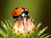 coccinelle (Guillevic)
