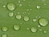 t’en chemin (Tradition paysanne bulgare)