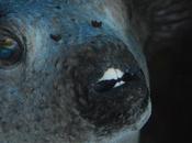 plongée dans eaux Maldives...