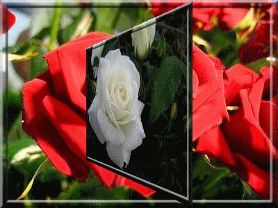 Tajine de veau aux carottes et petis pois frais