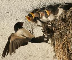  protection hirondelle rustique.jpg