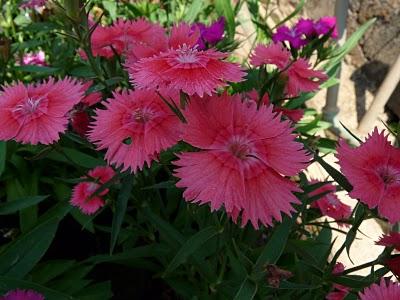 [La vie en rose] 10/03Nouvelle rubrique sur le blog : le ...