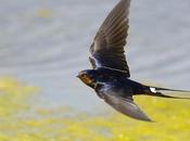 ferai hirondellette (Anonyme)