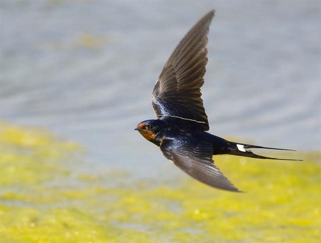 Je me ferai hirondellette (Anonyme)