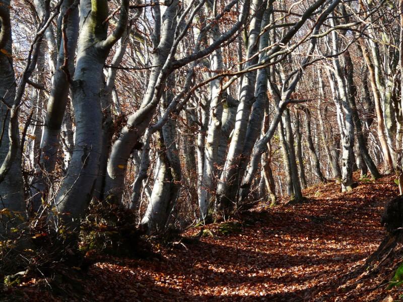 Les Bois Américains (José-Maria de Heredia)