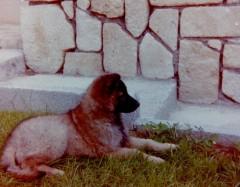 VOLTAIRE PELOUSE 84.JPG