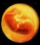 foetus1.jpg