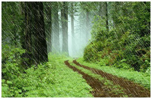 Poulet au soja et au miel sur un tapis de pdt au four