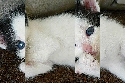 [News : Jeu] Kid’s Kitten Puzzle s’adapte aux enfants et aux adultes