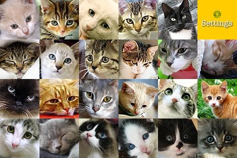 [News : Jeu] Kid’s Kitten Puzzle s’adapte aux enfants et aux adultes