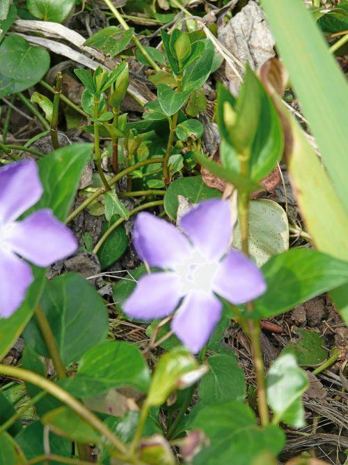 Une semaine encore bien hivernale : journal du 12 mars 2010