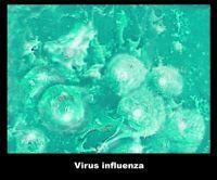 virus_influenz_vulgarismedical_