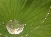 Inspirations "Nature"