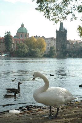 Cygnes devant le Pont Charles à Pragues
