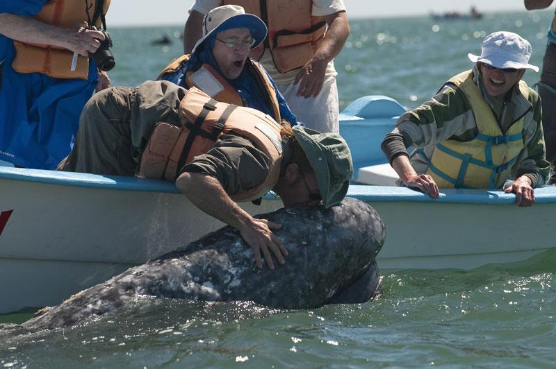 Dans la lagune de San Ignacio, au Mexique, une baleine grise s’approche du bateau, la tête à fleur d’eau et un touriste l’embrasse. C’est Pachico Mayoral, premier homme à avoir osé toucher une baleine, qui a « inventé » cette nouvelle forme de tourisme.