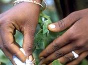 Grande première Inde Monsanto avoue l’échec coton