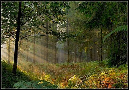 foret_paysage_nature_hdr_natura