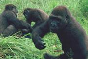 Bilan positif pour l’année du gorille en 2009