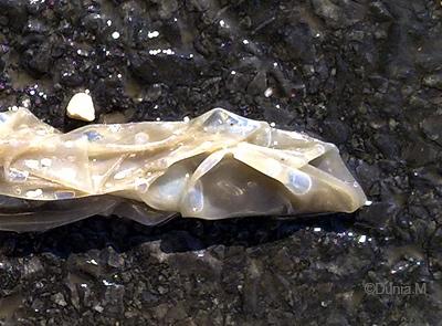 La Chaux-de-Fonds:  préservatif usagé