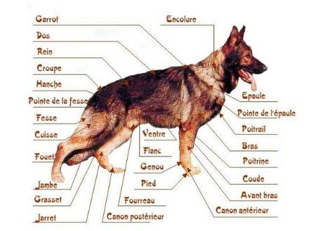 chien-anatomie.1268196073.jpg