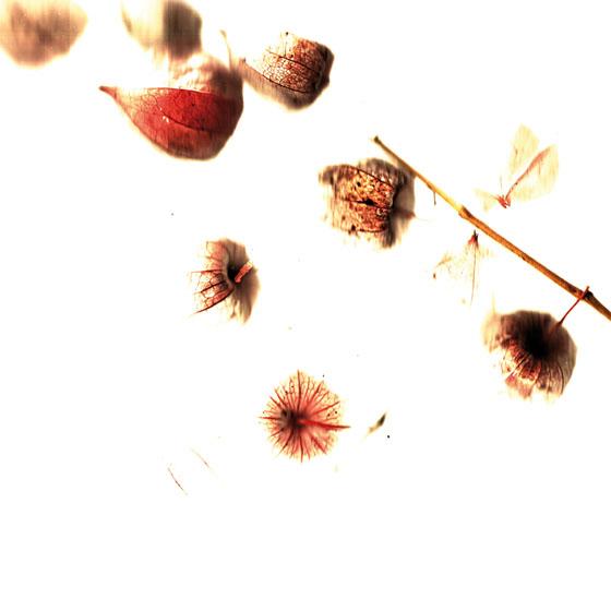Physalis 1