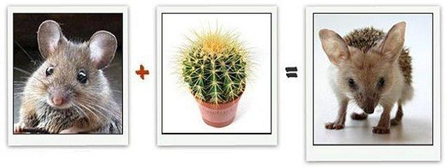 math addition cactus