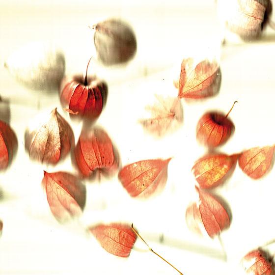 Physalis 3