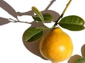 Pommes terre nouvelles macroptère Mélanésie.