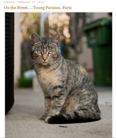 The Sartorialist VS The Catorialist