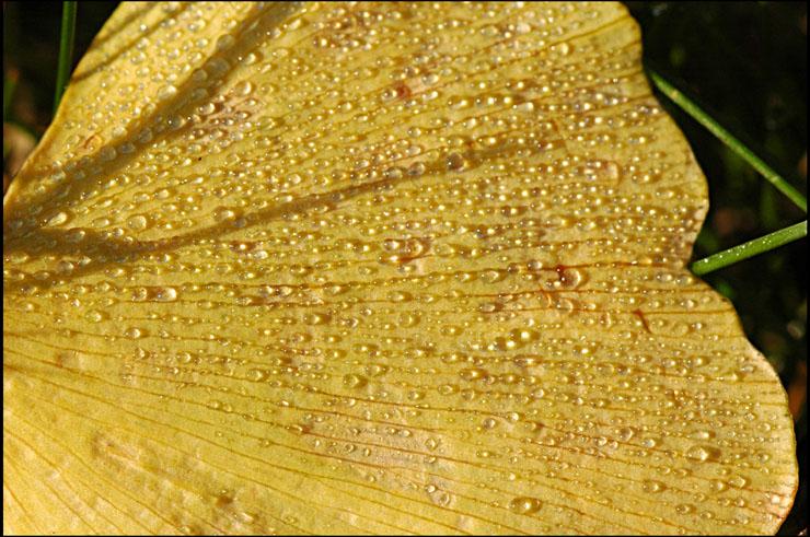 J’irai jusqu’au bout du chemin (Guillevic)