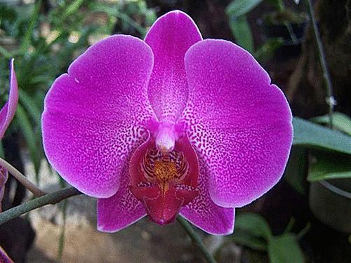 25.orchidee.gif