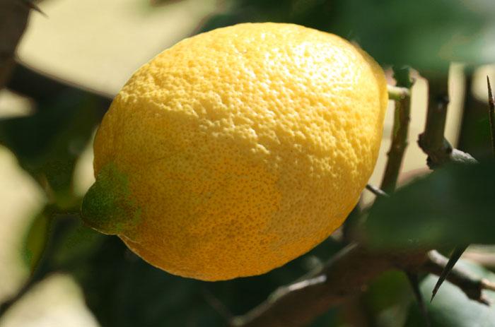 レモン verna lemon citron limone