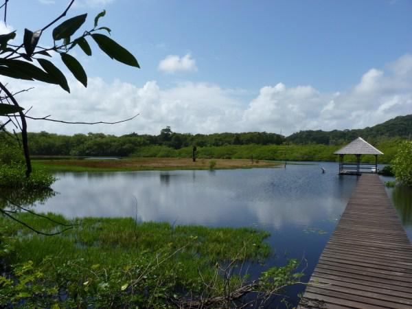 GUYANE, A L’ECOLE DU TARPON