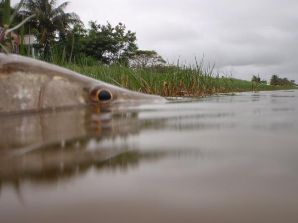 GUYANE, A L’ECOLE DU TARPON