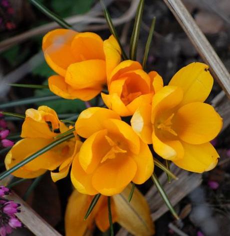 Le crocus (Crocus Vernus et alii)