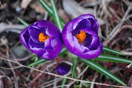 Le crocus (Crocus Vernus et alii)