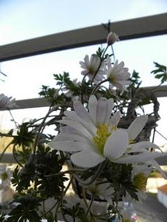 Un air de printemps...