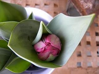 Un air de printemps...