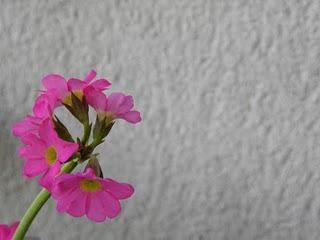 Un air de printemps...