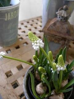 Un air de printemps...