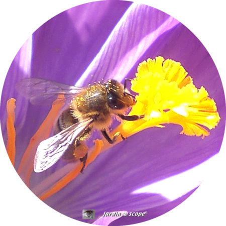 Les_abeilles_sont_de_retour