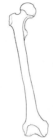 femur.jpg