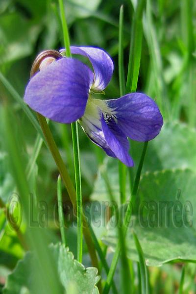 Quatre-vingt-quinzième participation aux TWD - Tarte moelleuse au chocolat et bleuets