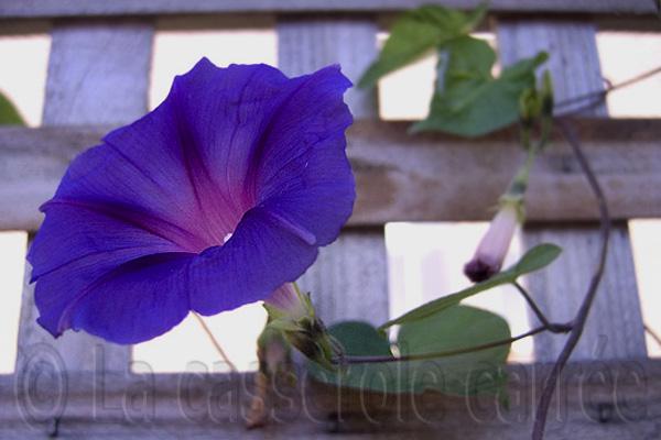 Quatre-vingt-quinzième participation aux TWD - Tarte moelleuse au chocolat et bleuets