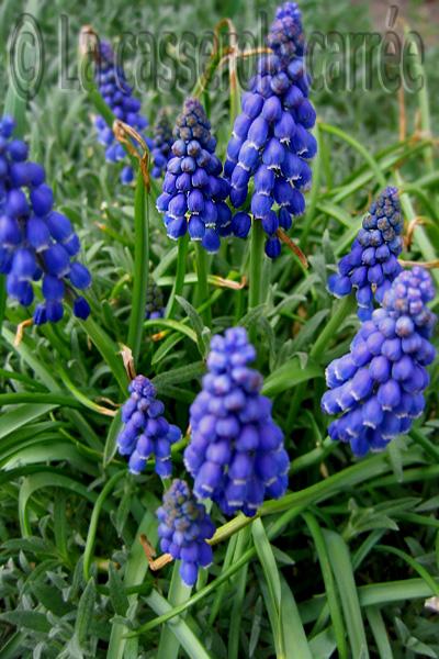 Quatre-vingt-quinzième participation aux TWD - Tarte moelleuse au chocolat et bleuets