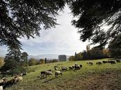 L'IMAGE JOUR: Moutons Genève