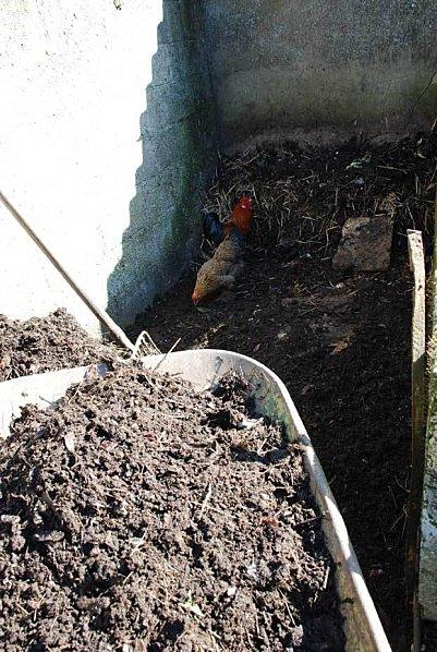 compost-brouette-poulet