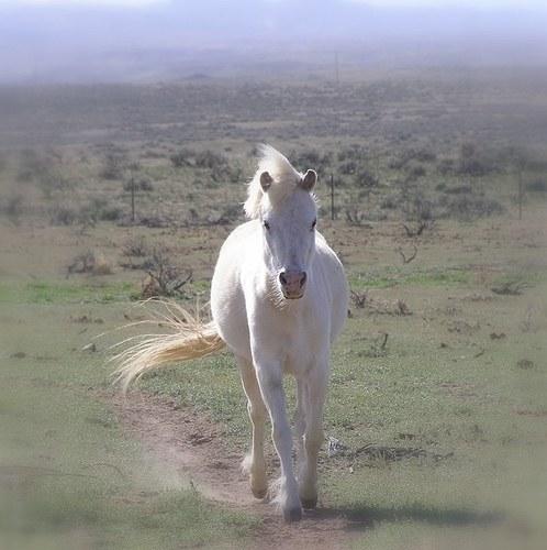 Le petit cheval blanc (Albane Gellé)
